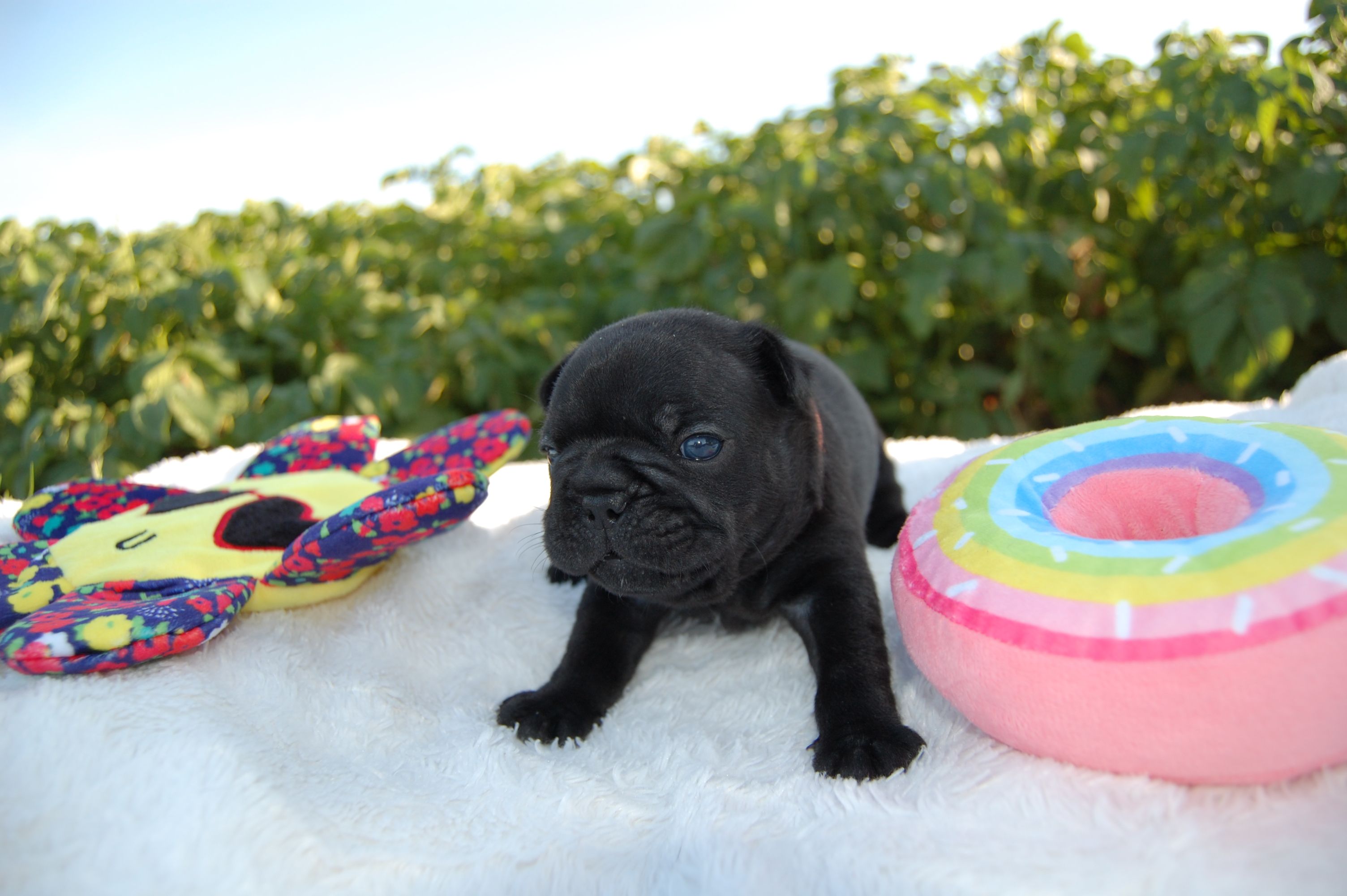  <svg class='orange'></svg> <b>Ma Cherry Melody</b> <svg class='orange'></svg>